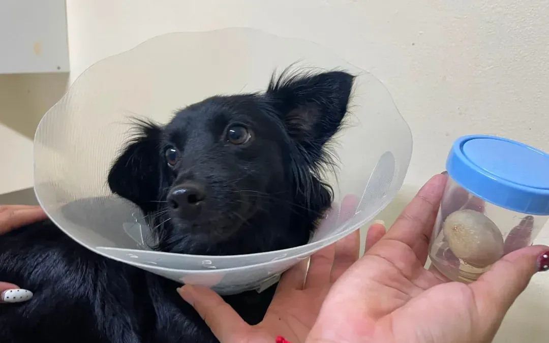 Titi, perrita mestiza operada de urolito vesical en La Paloma, Bonao